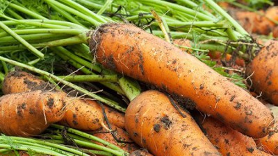늘찬흙당근5kg 득템 후기! 🥕 5kg의 행복, 솔직 후기와 꿀팁 대방출